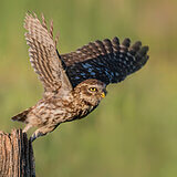 Little owls